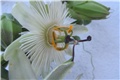 Passiflora